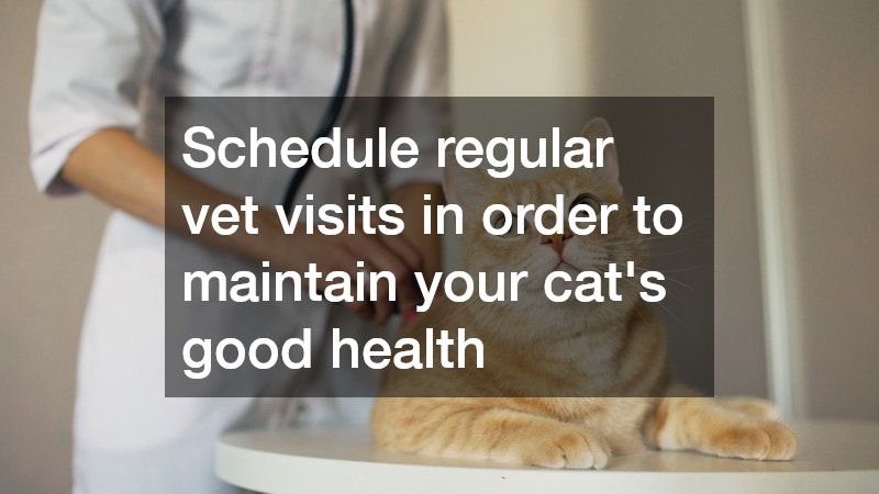 cat in the vet