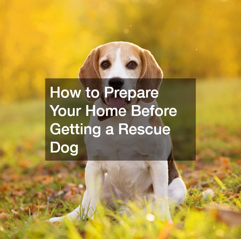 How to Prepare Your Home Before Getting a Rescue Dog